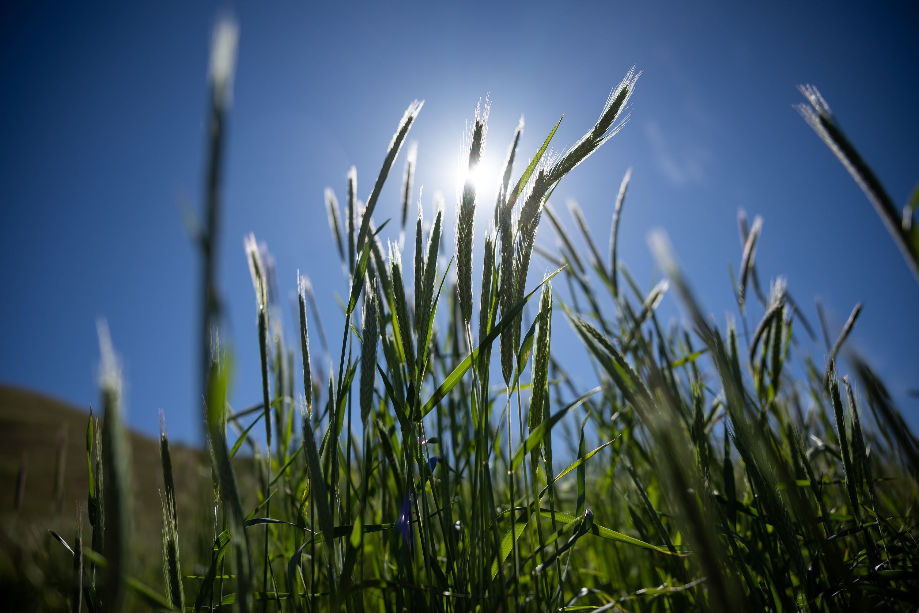 Spring grasses grow in the foothills above Salt Lake City on June 2, 2022.