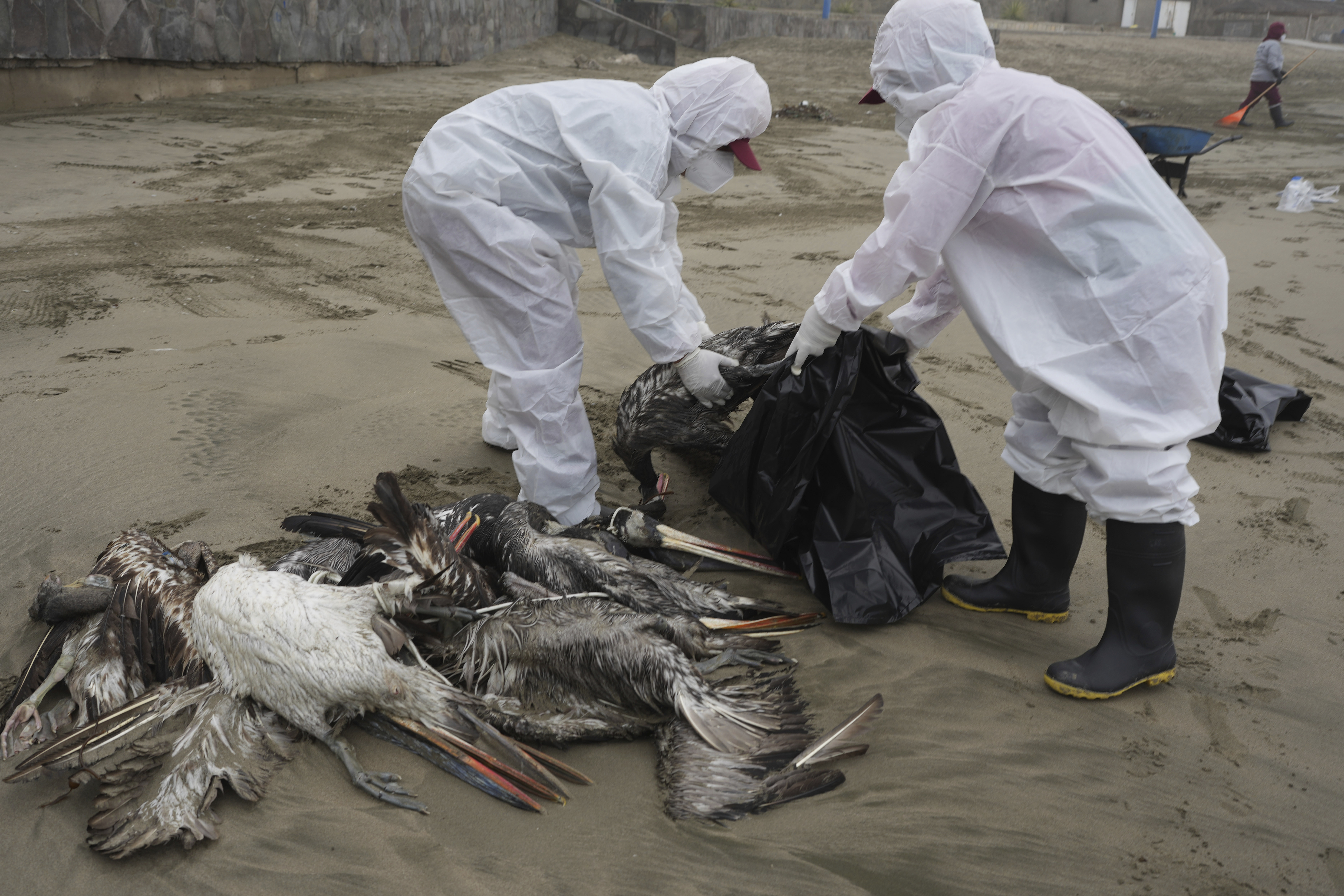 Municipal workers collect dead pelicans on Santa Maria beach in Lima, Peru, Nov. 30, 2022, as thousands of birds have died in November along the Pacific of Peru from bird flu, according to The National Forest and Wildlife Service.