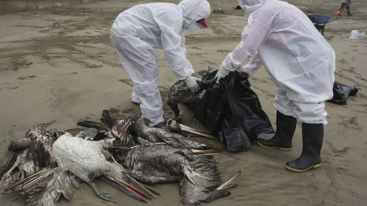 Municipal workers collect dead pelicans on Santa Maria beach in Lima, Peru, Nov. 30, 2022, as thousands of birds have died in November along the Pacific of Peru from bird flu, according to The National Forest and Wildlife Service.