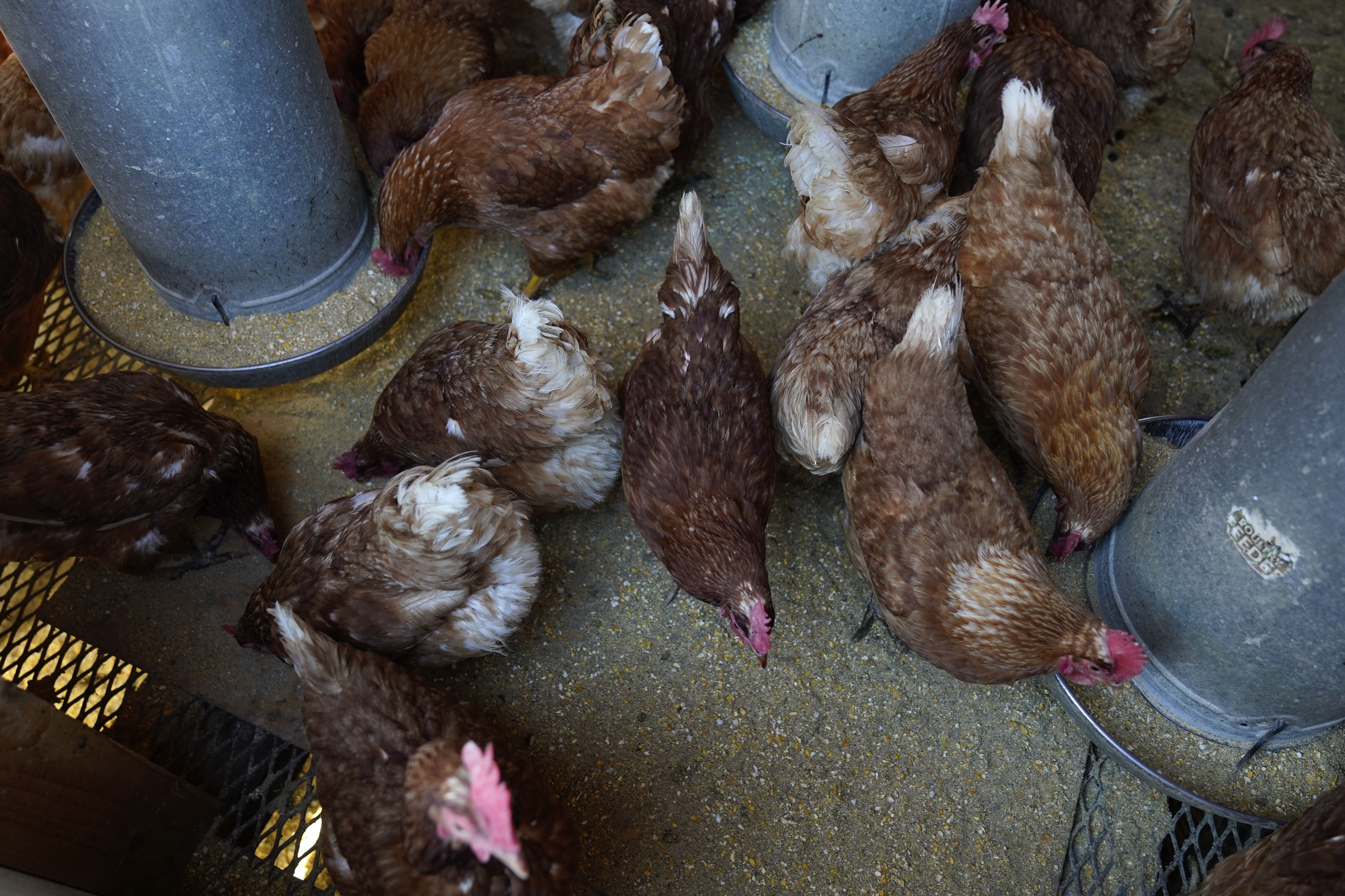 Red Star chickens feed in their coop Jan. 10 at Historic Wagner Farm in Glenview, Ill. The ongoing bird flu outbreak has cost the U.S. government roughly $661 million and added to consumers' pain at the grocery store after more than 58 million birds were slaughtered to limit the spread of the virus.