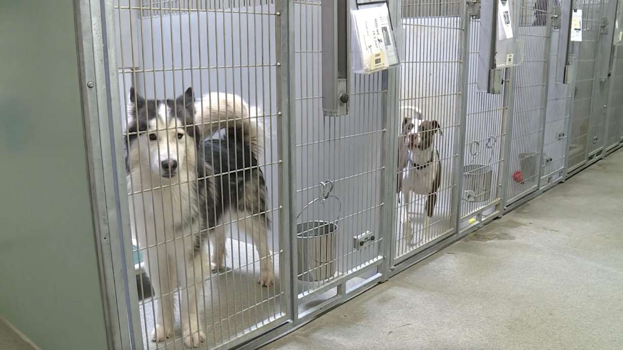 ‘A nationwide problem’: Another Utah animal shelter at capacity, hosts $14 adoption event