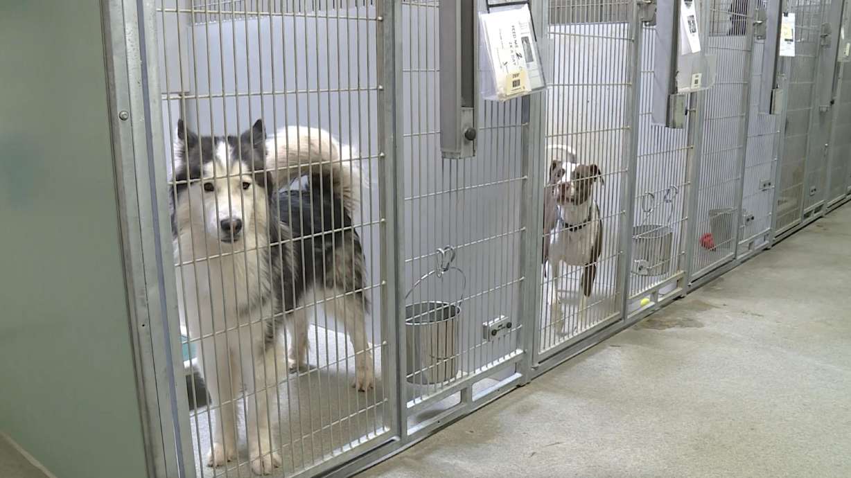 Dogs move around and bark in their kennels at the West Valley animal shelter on Thursday. The shelter is filled to capacity with the most dogs it's ever had at once.