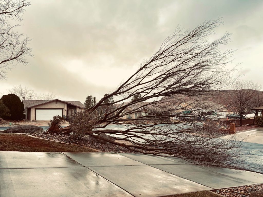 A tree brought down by winds is seen in the Bloomington Hills area, St. George, Wednesday. High winds in the St. George area accompanied power outages and fallen trees on Wednesday.
