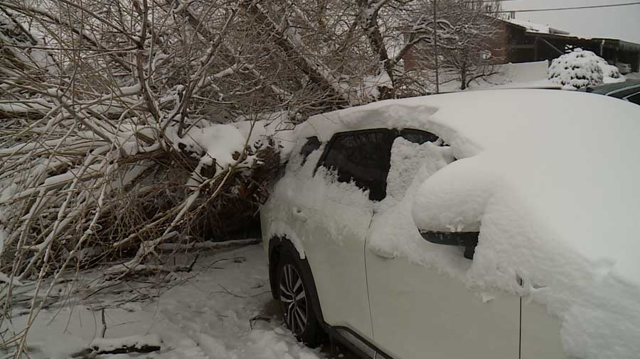 A willow tree with a trunk 4 feet thick crushed a car when it fell in Layton Wednesday. The tree was more than 100 years old.