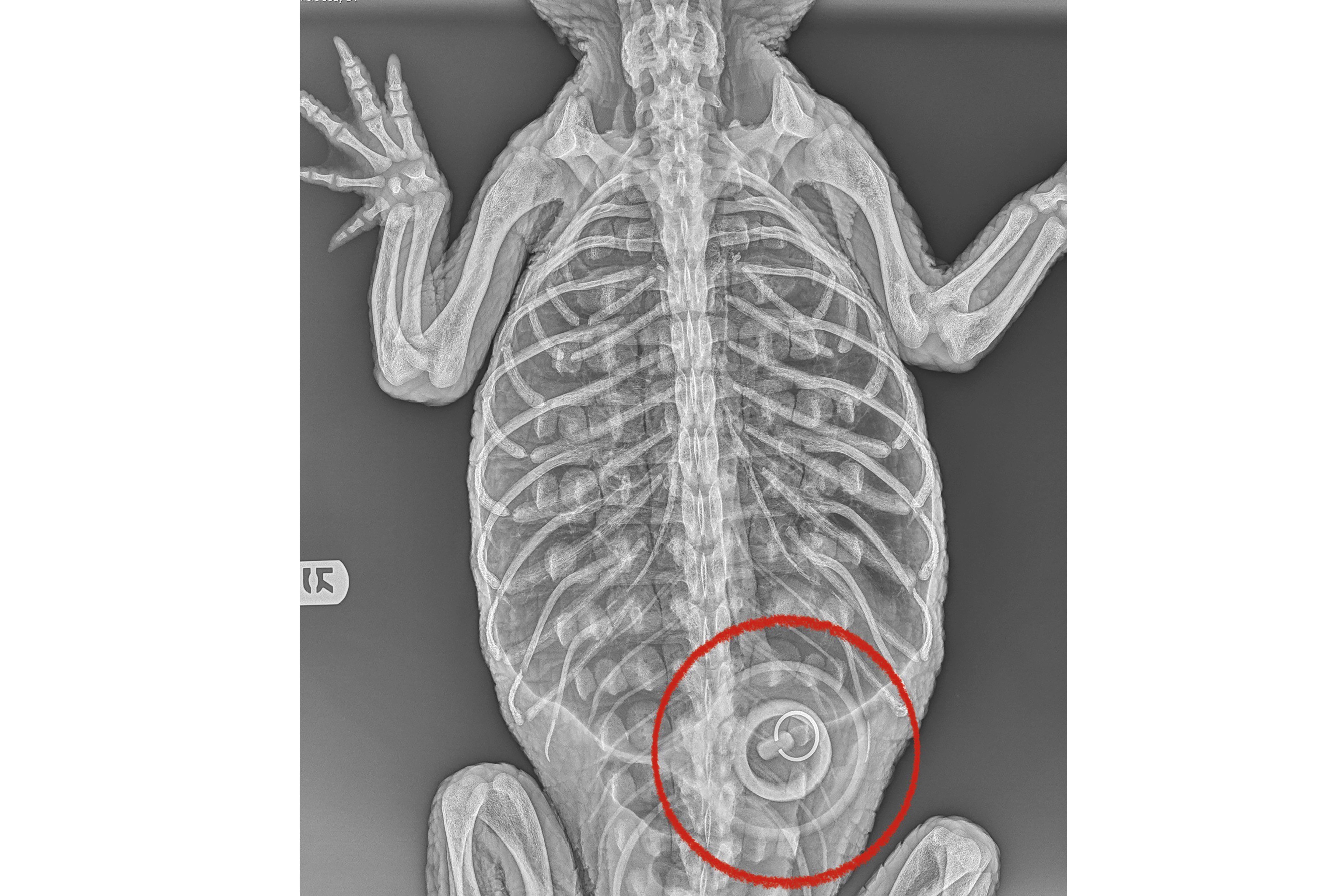 This photo provided by the Wildlife Conservation Society, shows an X-ray of a nearly 5-foot American alligator, recovered from a lake in New York's Prospect Park, Sunday, that had swallowed a 4-inch bathtub stopper, visible in the outline that was added by the source. The alligator, lethargic, emaciated, and suffering from exposure to cold temperatures, is undergoing medical evaluation at the Bronx Zoo by veterinarians and animal care staff. 