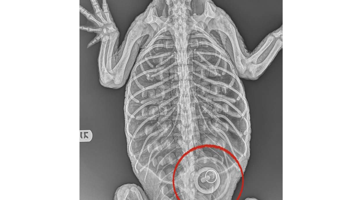 This photo provided by the Wildlife Conservation Society, shows an X-ray of a nearly 5-foot American alligator, recovered from a lake in New York's Prospect Park, Sunday, that had swallowed a 4-inch bathtub stopper, visible in the outline that was added by the source. The alligator, lethargic, emaciated, and suffering from exposure to cold temperatures, is undergoing medical evaluation at the Bronx Zoo by veterinarians and animal care staff.