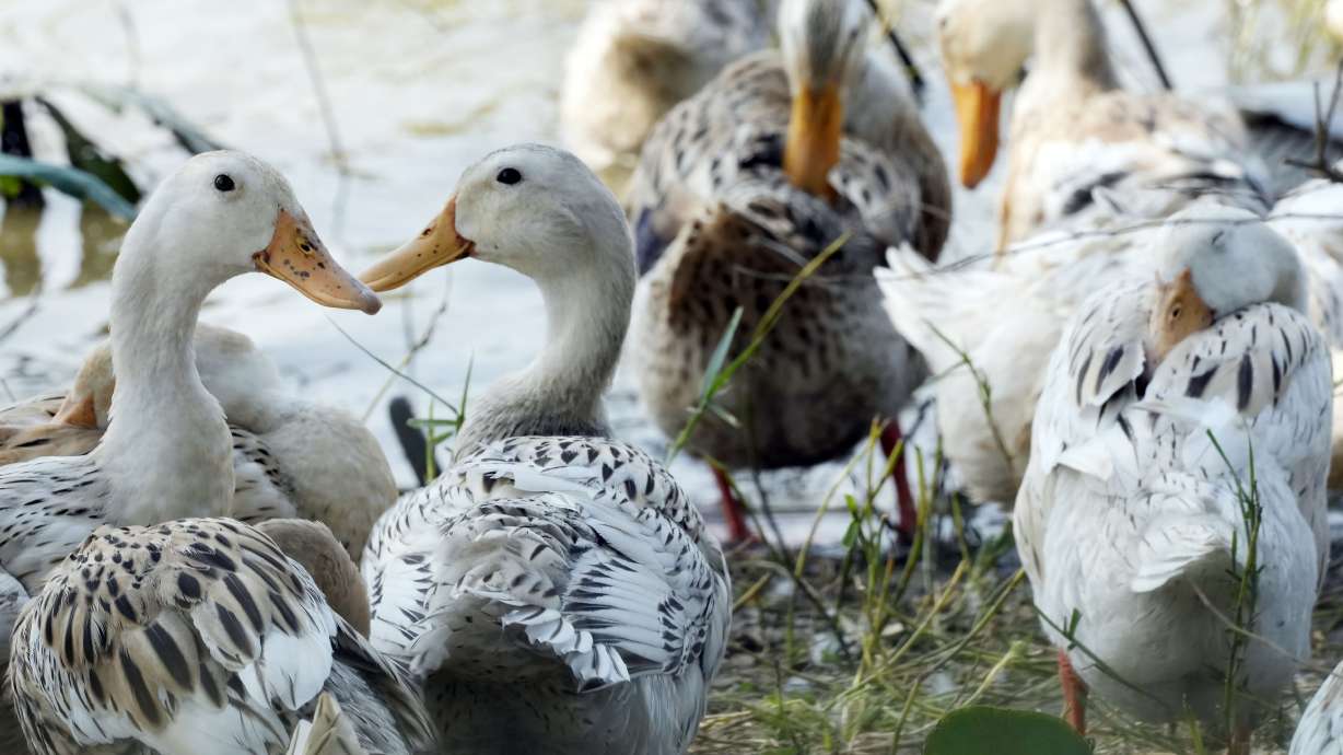 Ducks gather at a farm in Snoa village outside Phnom Penh, Cambodia, Thursday. An 11-year-old girl in Cambodia has died from bird flu in the country’s first known human H5N1 infection since 2014, health officials said, Wednesday.