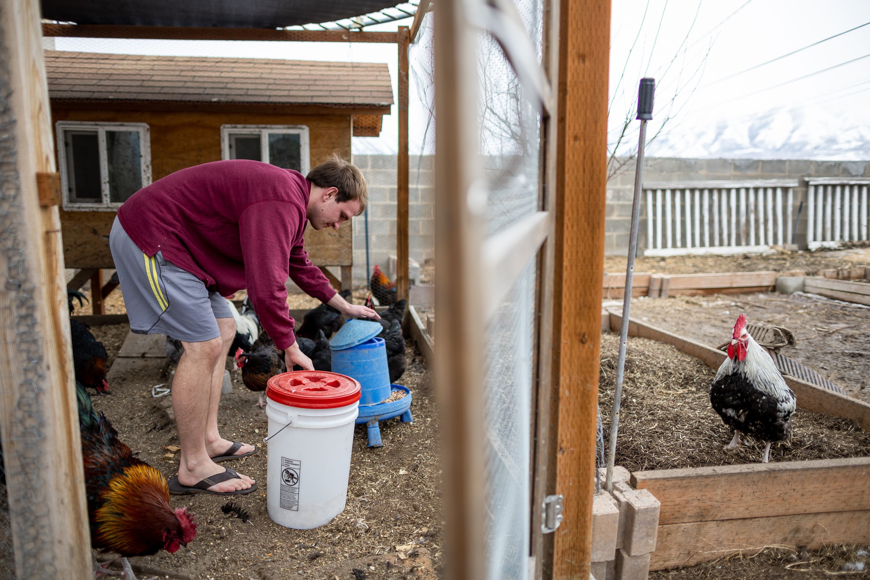 Nicky Bennett, 22, feeds the family’s flock of chickens at their home in Payson on Feb. 21. An unprecedented set of economic conditions have both battered and rewarded consumers over the past year-and-a-half.