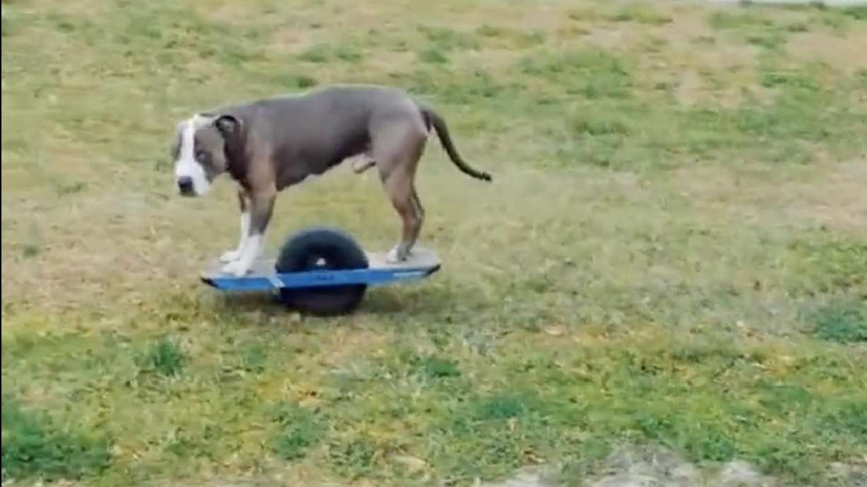 Greyson, a pit bull with 23,400 followers on TikTok, rides a Onewheel.