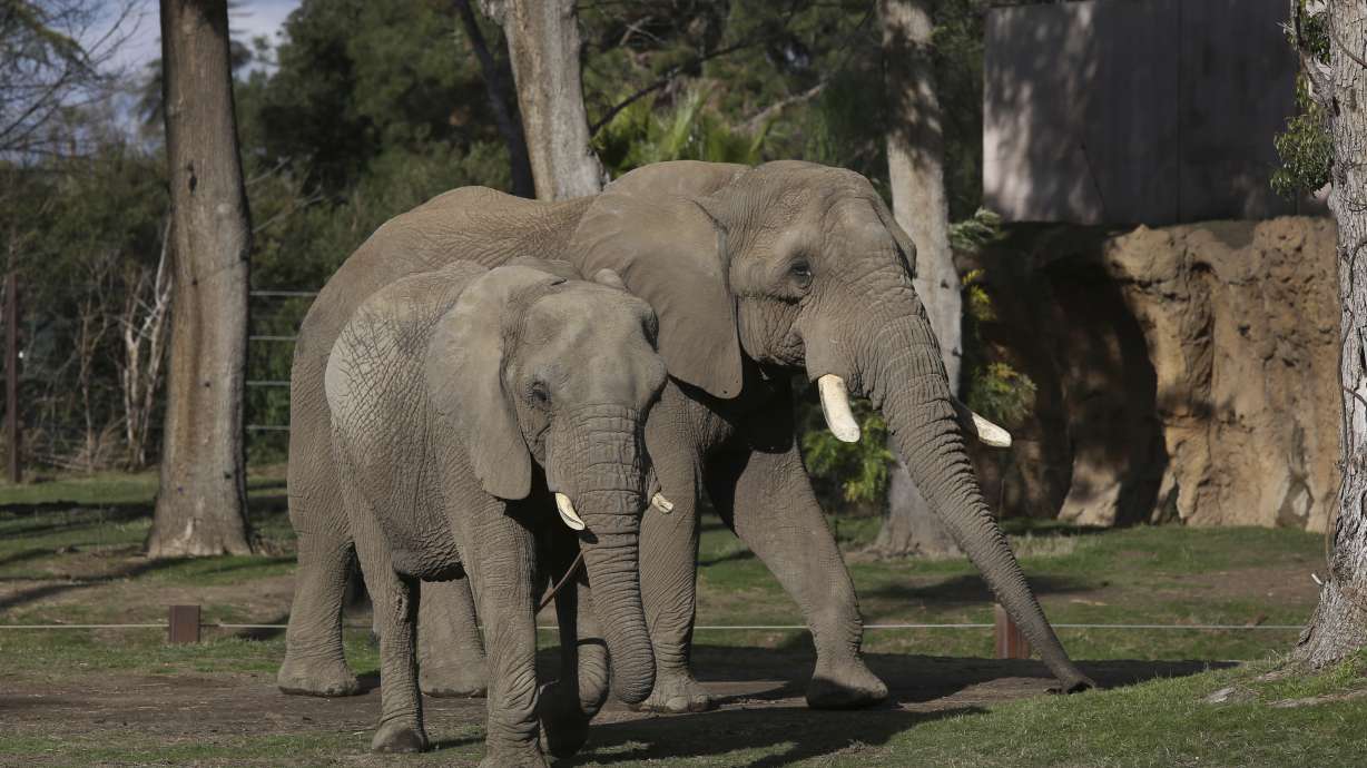 Mabhulane (Mabu), right, walks with his female companion in their open roaming area of the Fresno Chaffee Zoo in Fresno, Calif., Jan. 19. A community in the heart of California's farm belt has been drawn into a growing global debate over whether elephants should be in zoos.