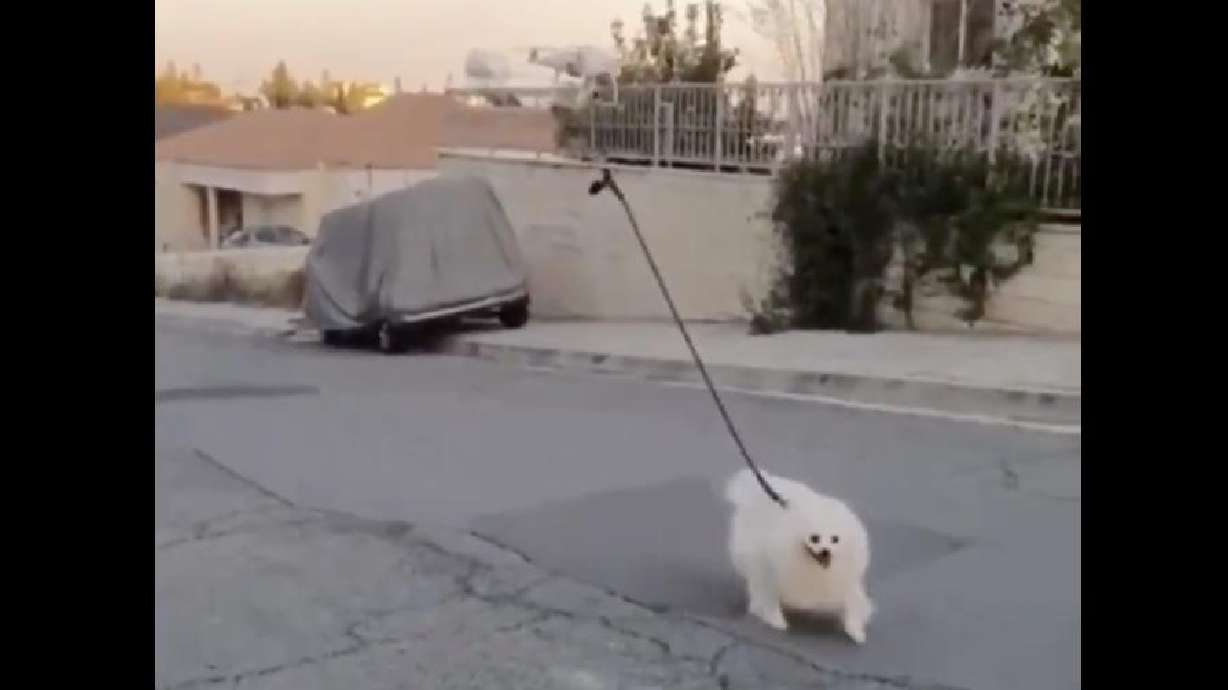 An Israeli man walks his dog via drone.
