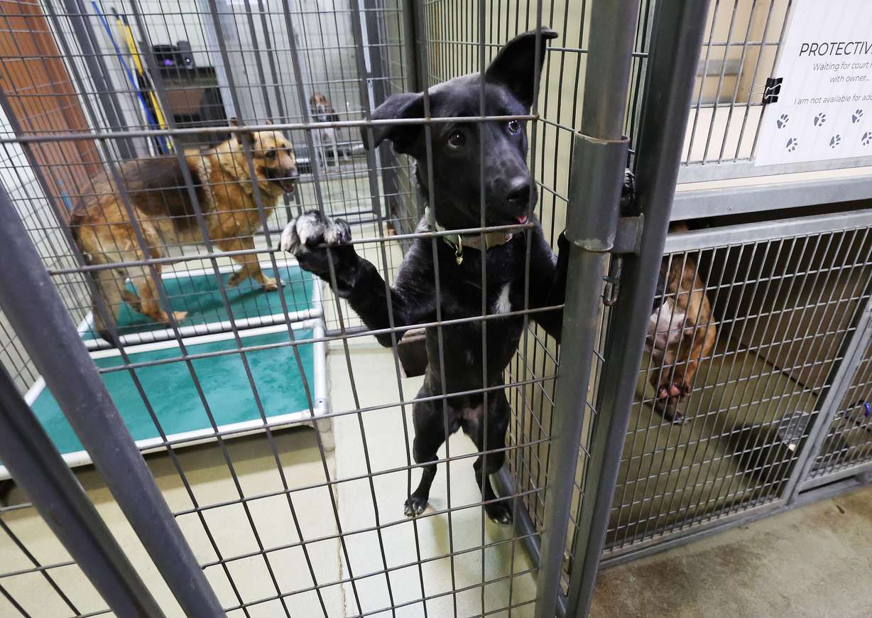 Dogs are caged at South Salt Lake Animal Services on April 5, 2022. A bill to ban gas chamber euthanasia in animal shelters statewide has passed the House and Senate.