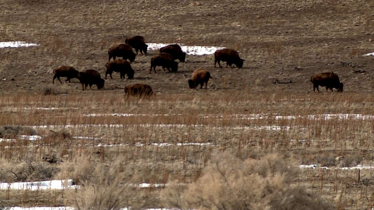 Bison at Antelope Island State Park on Tuesday. The state park is one of the state's more popular parks.