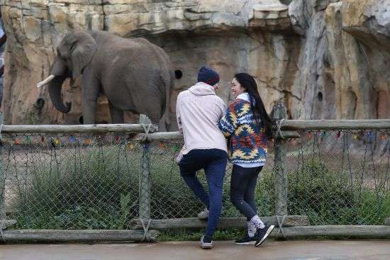 Joe Foster and Nolan Inthavong are shown watching the subtle moves of Mabhulane (Mabu) at the Fresno Chaffee Zoo in Fresno, Calif., Jan. 19. A community in the heart of California's farm belt has been drawn into a growing global debate over whether elephants should be in zoos.