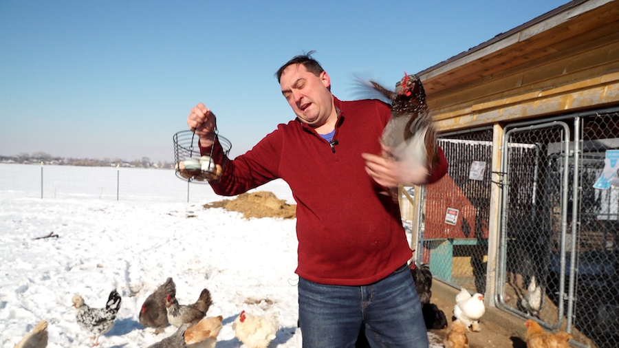 KSL's Matt Gephardt visits the chicken coop of Kristina Enz in Marriott-Slaterville. He discovered chickens have personalities — in this case even sassy —just like any pet.