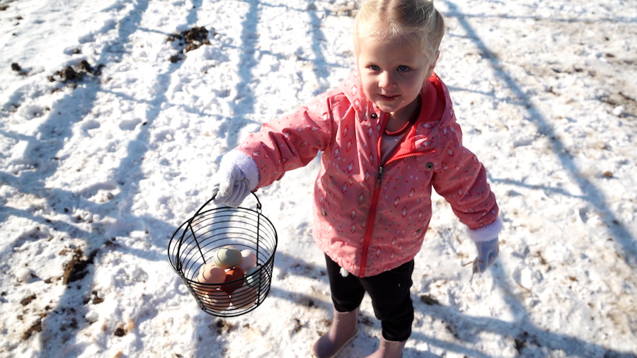 A girl gathers eggs in Marriott-Slaterville. A healthy chicken in its prime can lay up to 250 eggs a year.