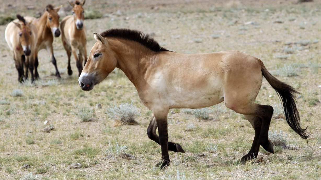 Four Przewalski's Horses after being released at the Khomiin Tal reservation in Western Mongolia on June 16, 2011. Archaeologists have identified the earliest direct evidence for horseback riding – an innovation that would transform human history – in 5,000 year old skeletons in central Europe.