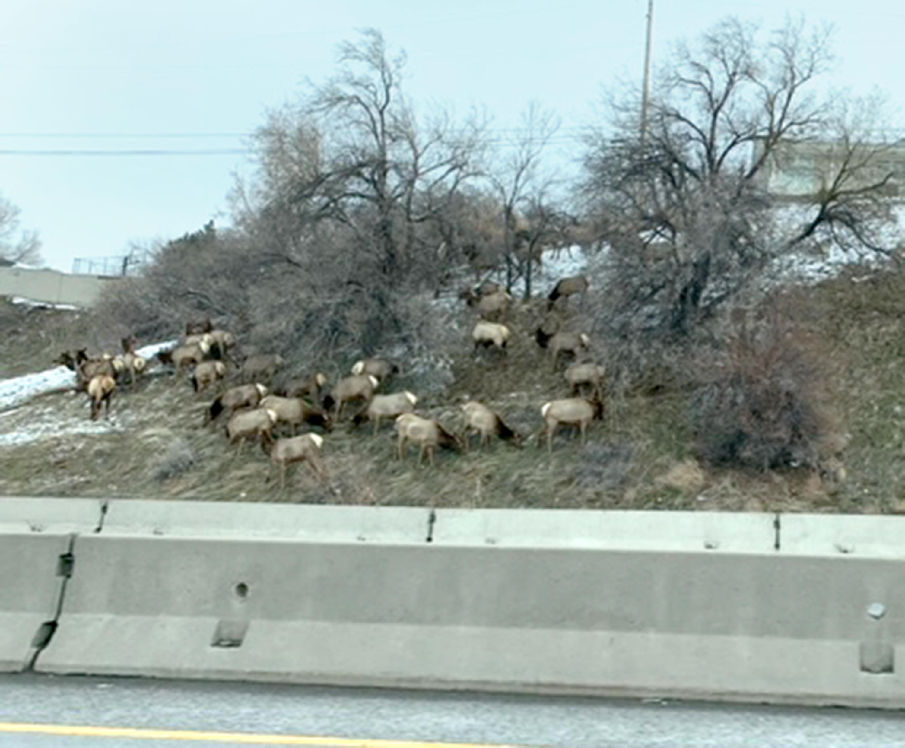 A herd of elk ended up on the roadways near I-80 and Foothill Boulevard on Jan 26. A large elk herd has remained near Parleys Historic Nature Park for the past few weeks, prompting Salt Lake City to issue an order for people to leash their dogs.