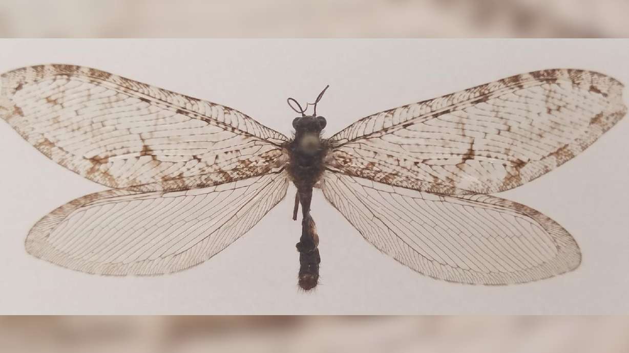 Ein riesiger fliegender Käfer, der in einem Wal-Mart-Gebäude gefunden wurde, entpuppt sich als Fund aus dem Jura