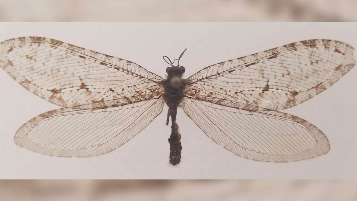 The giant lacewing, or Polystoechotes punctata, belongs to a family of insects that predates the dinosaurs. After vanishing in the 1950s, one specimen has been rediscovered in Fayetteville, Arkansas.