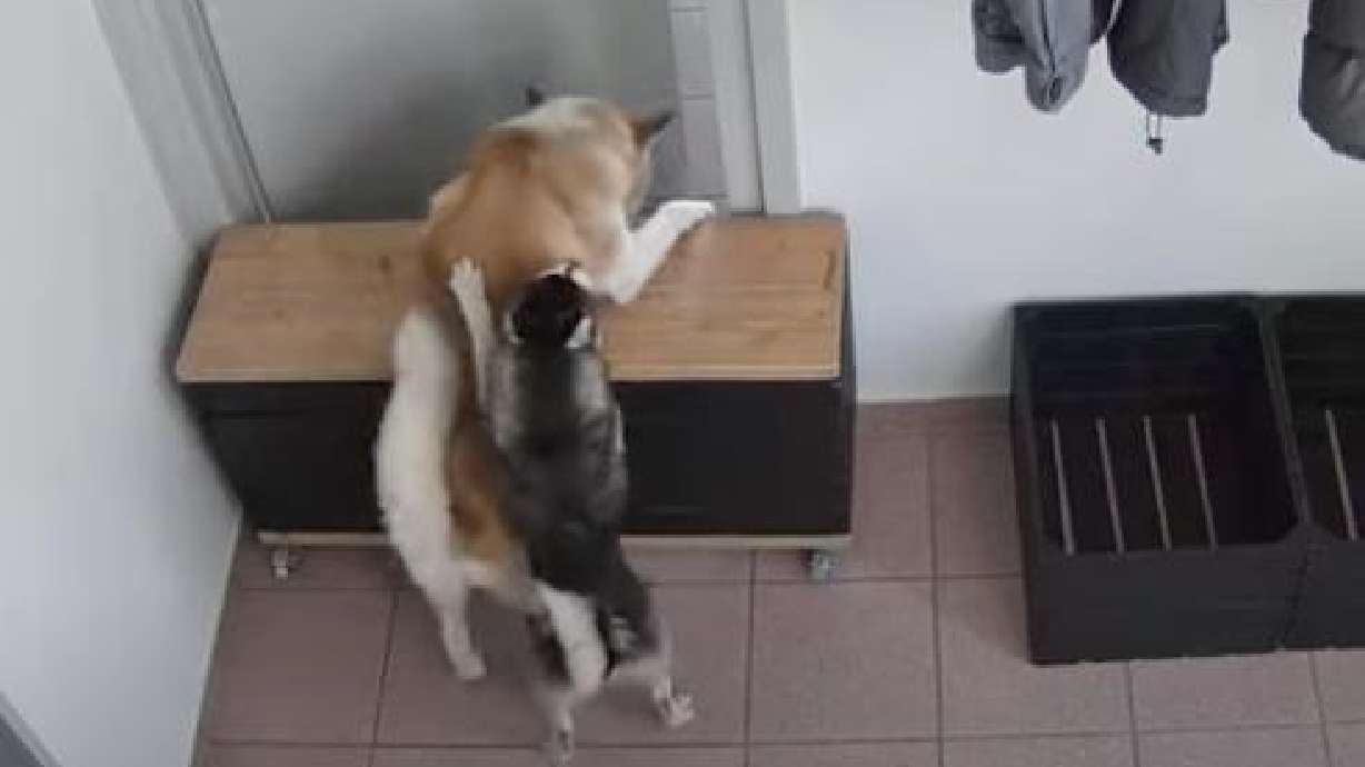 Two dogs help each other escape their enclosure in this March 28, 2022 video.