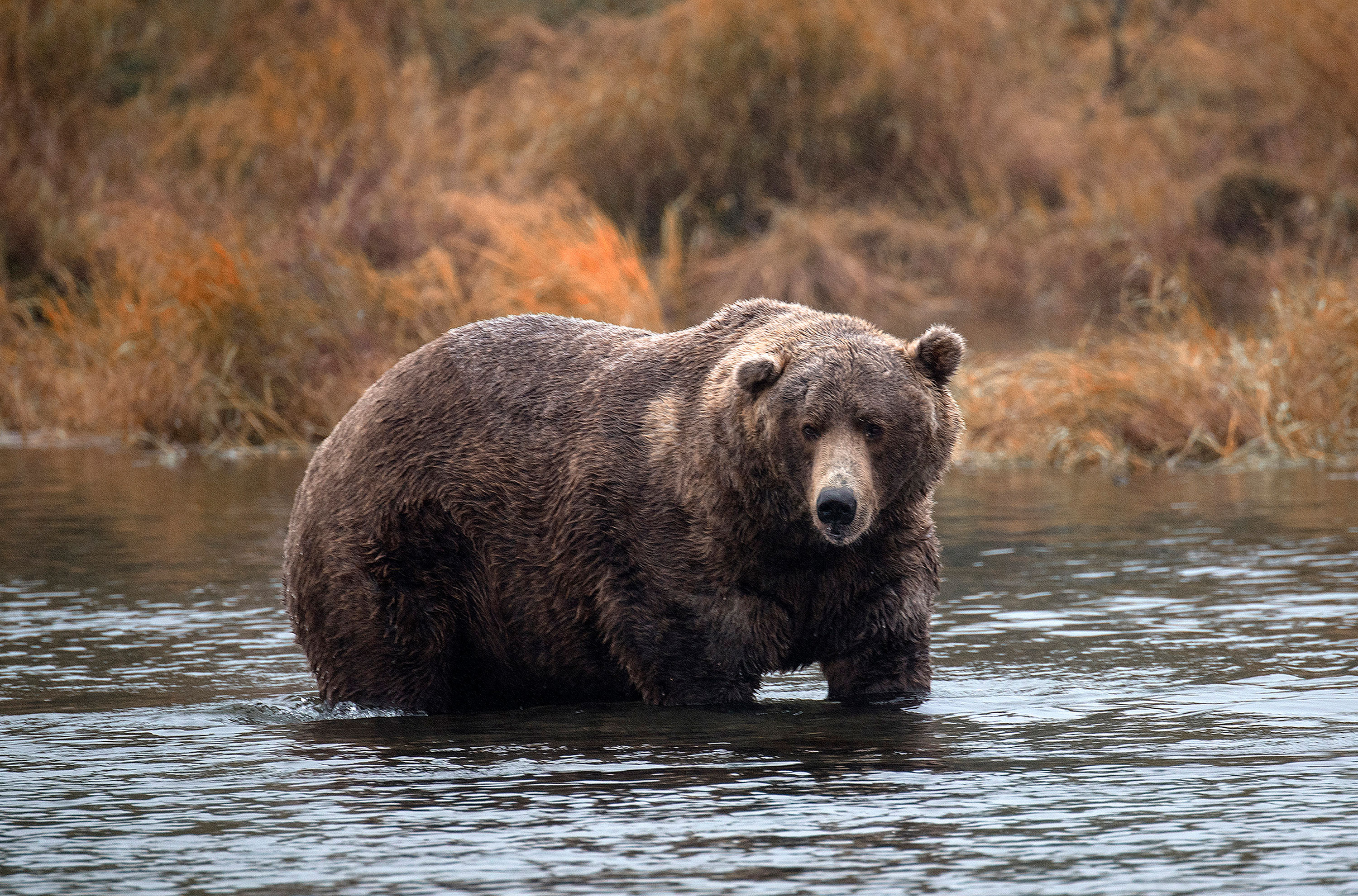 Brown bears fish for salmon at Katmai National Park in Alaska, in September 2018. The National Park Service has some bear-y important tips for what not to do if you and a friend encounter a bear in the wild.