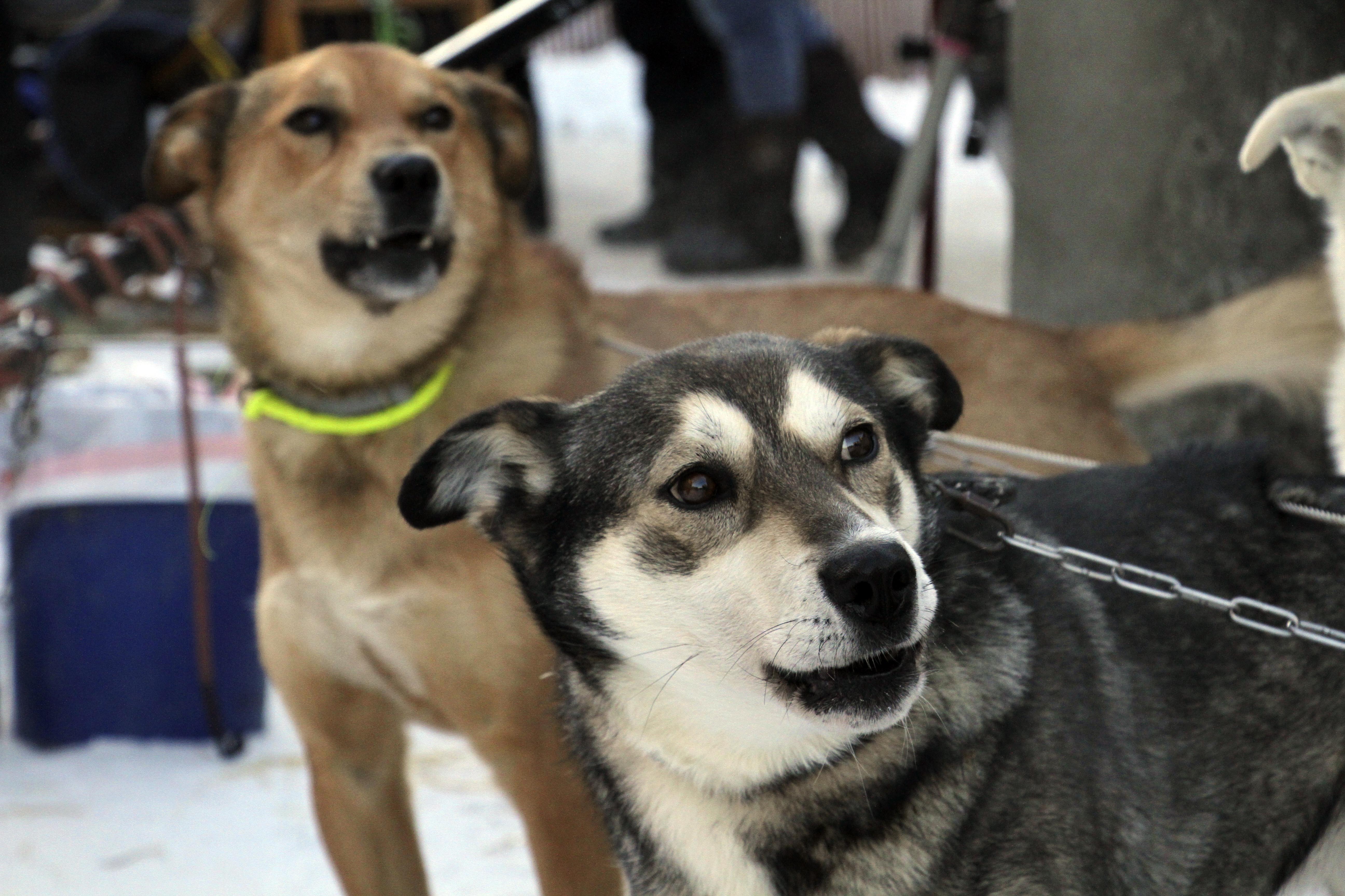 Attentive sled dogs await the start of the Iditarod Trail Sled Dog Race's ceremonial start in downtown Anchorage, Alaska, on Saturday, March 4, 2023. The smallest field ever of only 33 mushers will start the competitive portion of the Iditarod Sunday, March 5, 2023, in Willow, Alaska. 