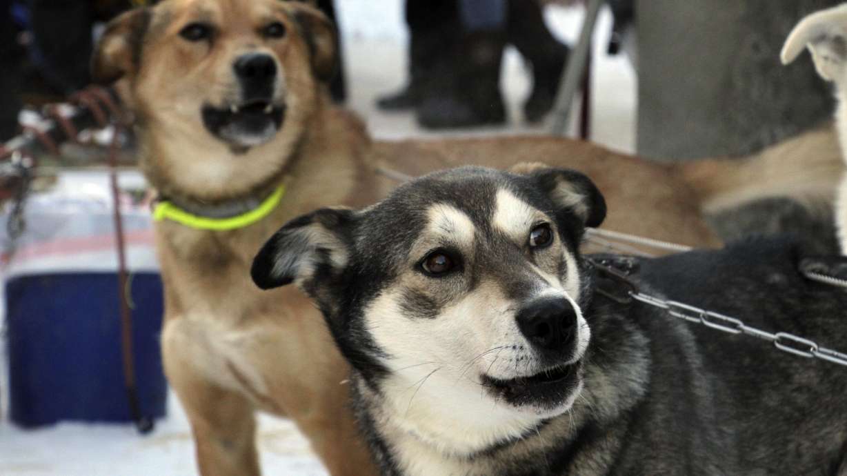 Attentive sled dogs await the start of the Iditarod Trail Sled Dog Race's ceremonial start in downtown Anchorage, Alaska, on Saturday, March 4, 2023. The smallest field ever of only 33 mushers will start the competitive portion of the Iditarod Sunday, March 5, 2023, in Willow, Alaska.