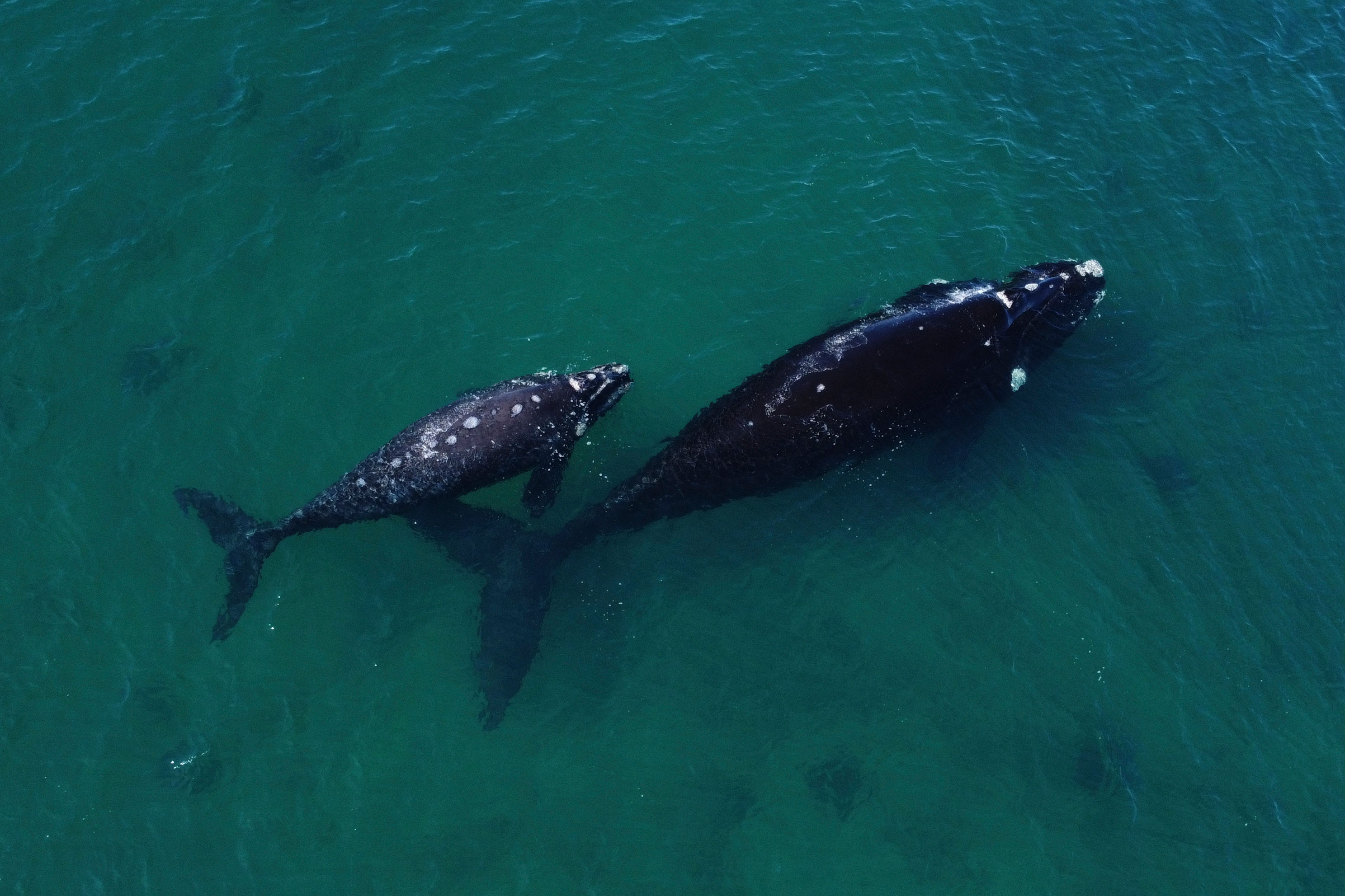A southern right whale with its calf in the waters of the South Atlantic Ocean near Puerto Madryn, Chubut Province, Argentina.