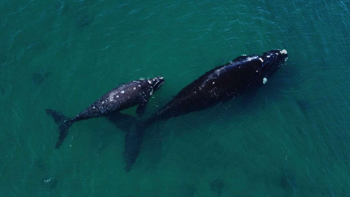 A southern right whale with its calf in the waters of the South Atlantic Ocean near Puerto Madryn, Chubut Province, Argentina.