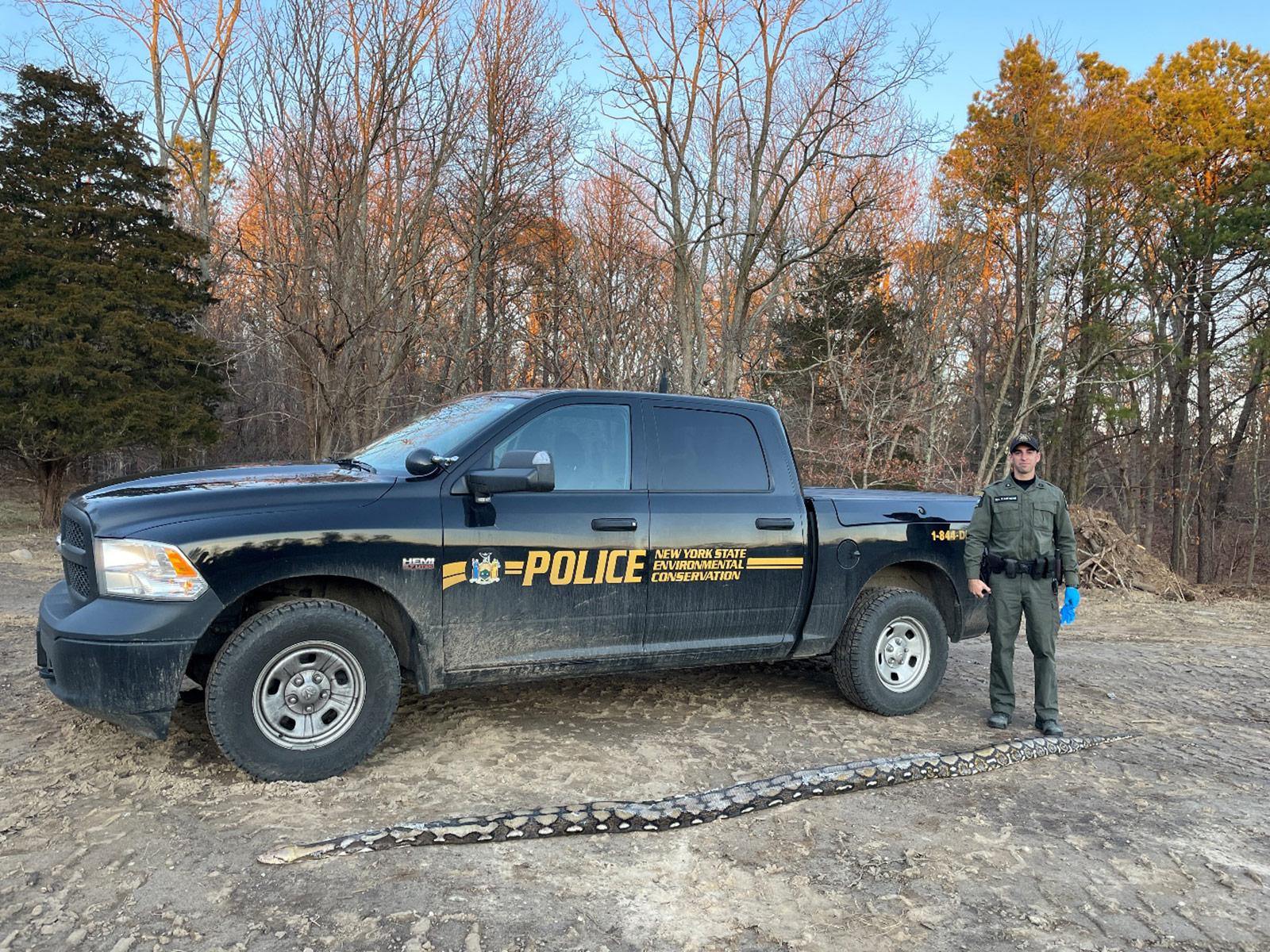 Police on Long Island, New York, discovered a huge 14-foot reticulated python on the side of the road.