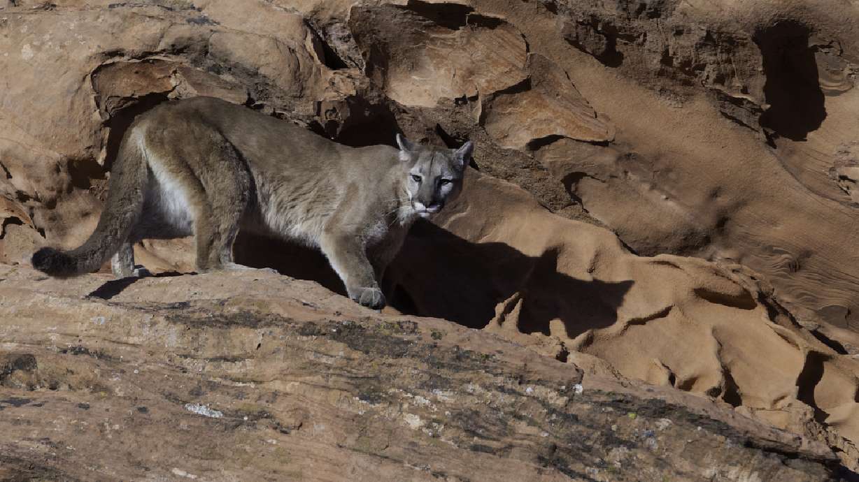 An undated photo of a cougar standing on a ridge of red sandstone in the desert of the American Southwest. A wildlife protection nonprofit is calling on Utah Gov. Spencer Cox to veto a bill that opens the door for year-round cougar hunting in the state.