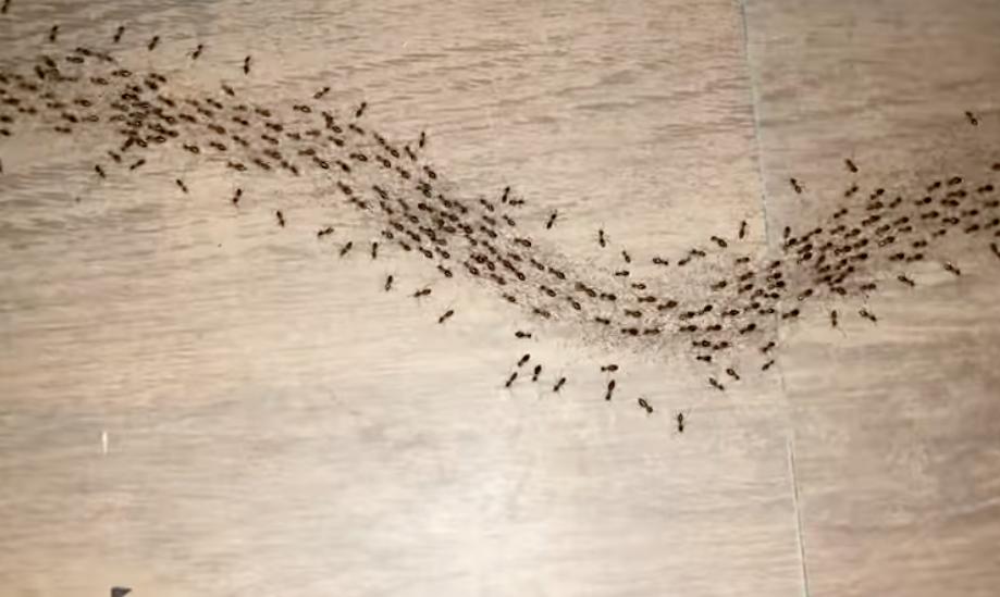A steady stream of insects crosses the floor at a hotel in Thailand in this traveler's video.