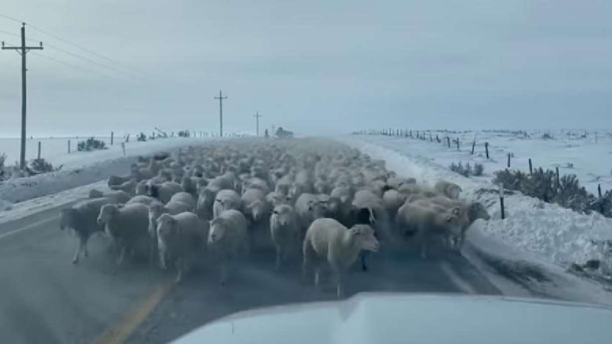 A sea of sheep cause issues on a rural Wyoming road in this video posted Jan. 13.