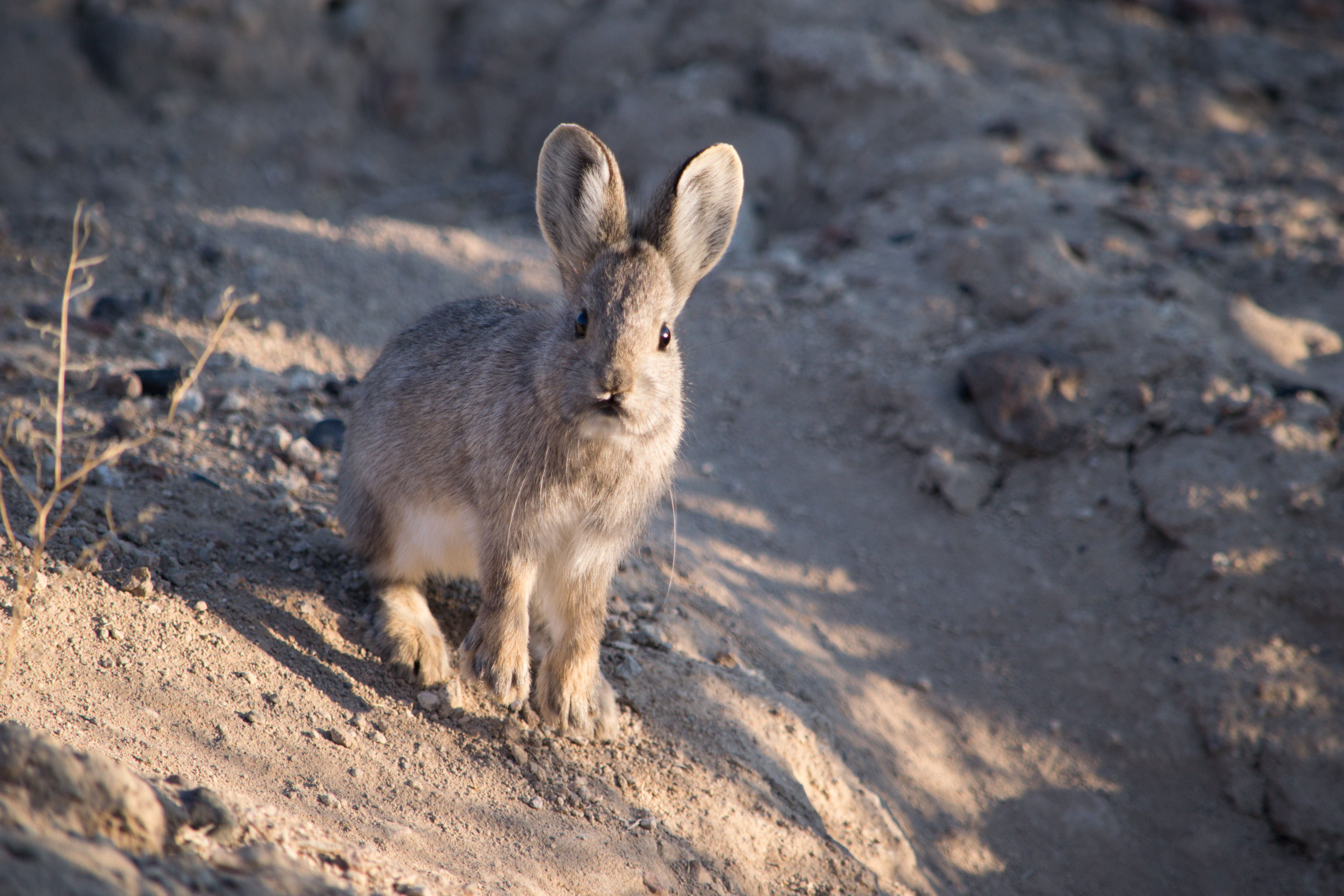 Wildlife conservation groups have petitioned the federal government to list the pygmy rabbit as endangered.