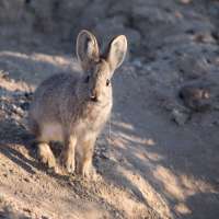 Are pygmy rabbits endangered? Groups seek protections