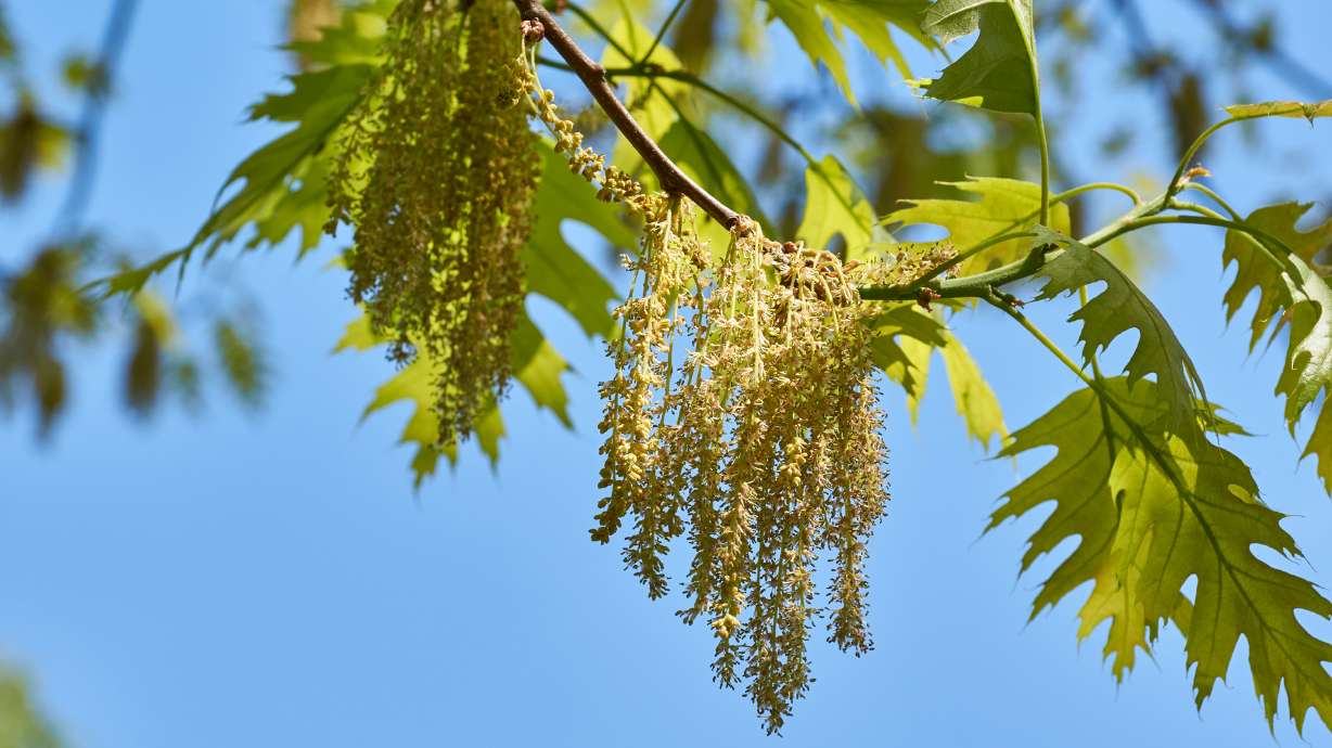Oak trees are pumping out pollen in the Southeast, contributing to record-high levels early in the season.