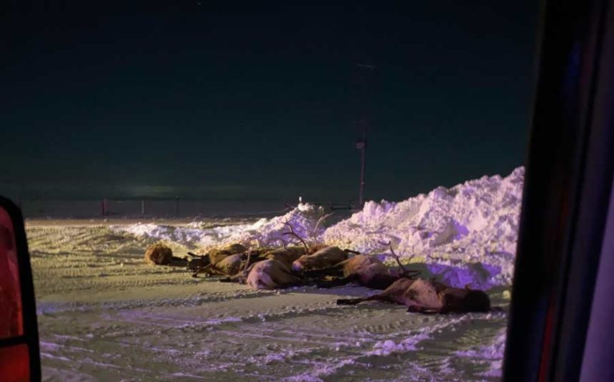 A semidriver hauling cattle hit and killed 17 elk in Howe, Idaho, on Monday night.