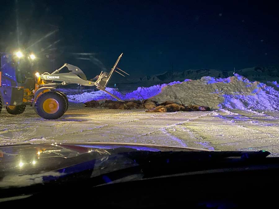 Seventeen elk were killed in Howe, Idaho, Monday night after a semitruck hit the animals on Idaho Highway 33.