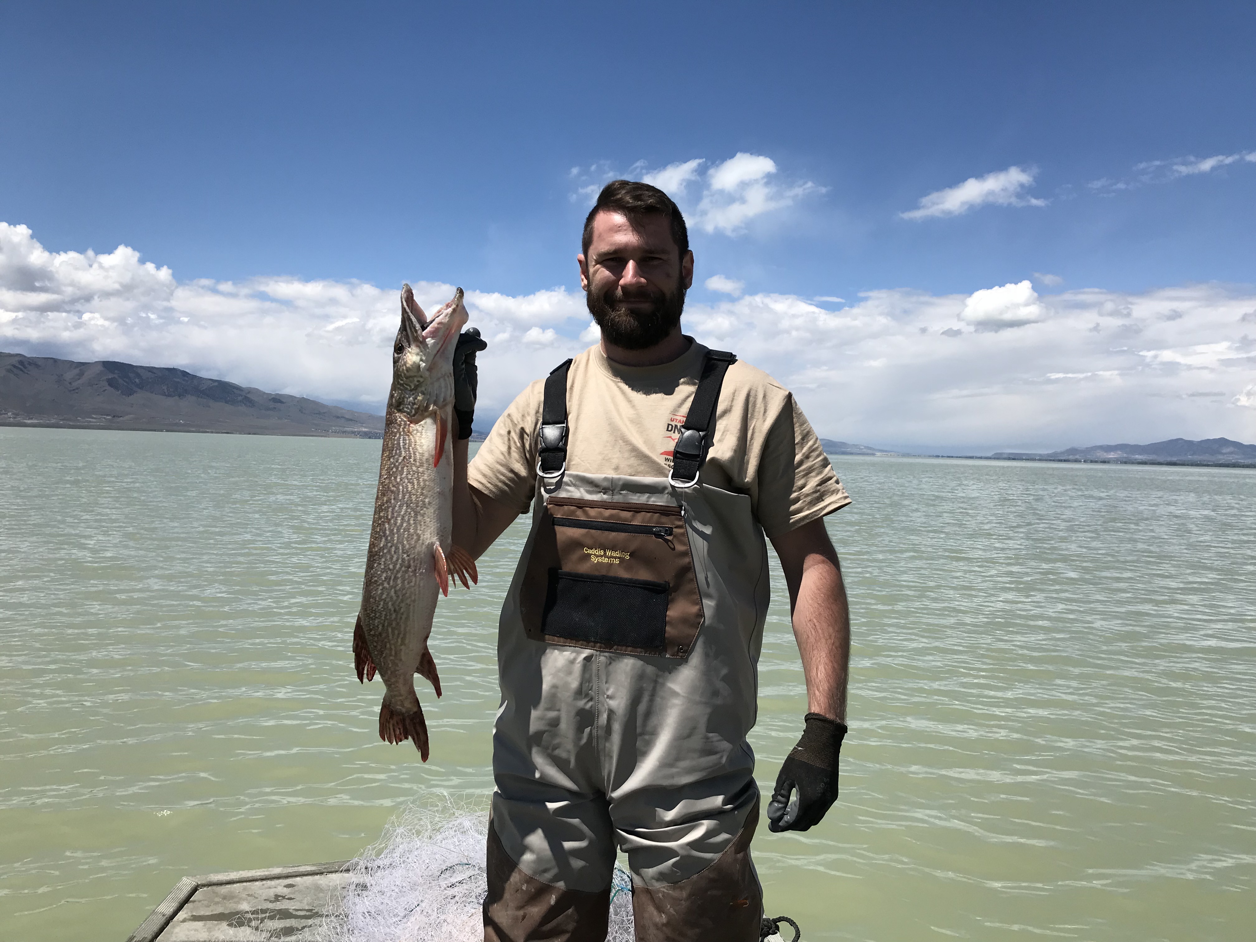 A state wildlife employee holds up a northern pike caught in Utah Lake in May 2018. Utah enacted a catch and kill policy over the invasive species that was first discovered in the lake 12 years ago.
