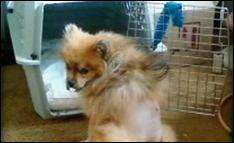 Man Accused of Shooting Dog to Stand Trial