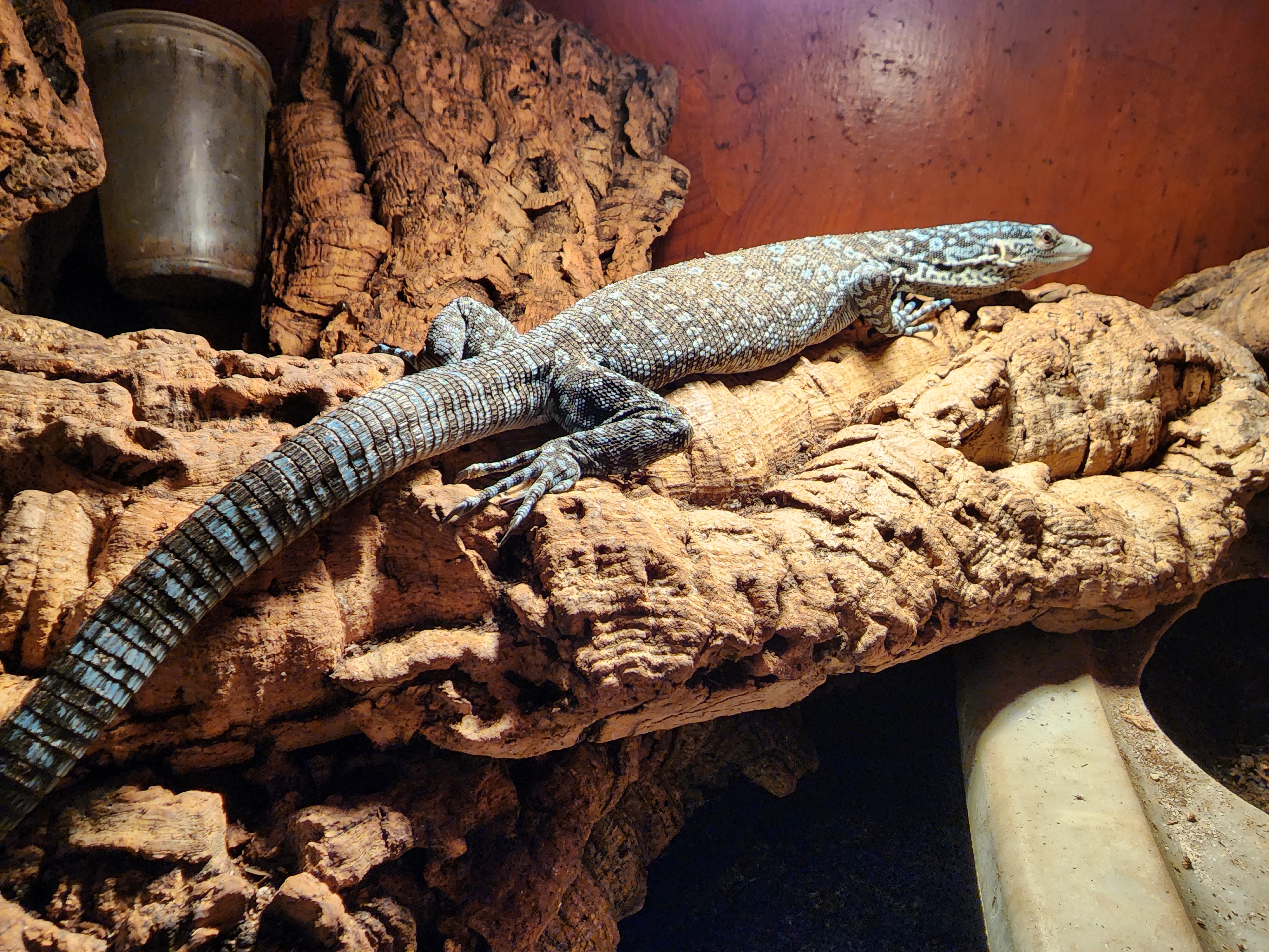 A blue tree monitor, native to Indonesia, at the Great Basin Serpentarium in Lindon, Utah. The lizards can be over 3 feet long in the wild.