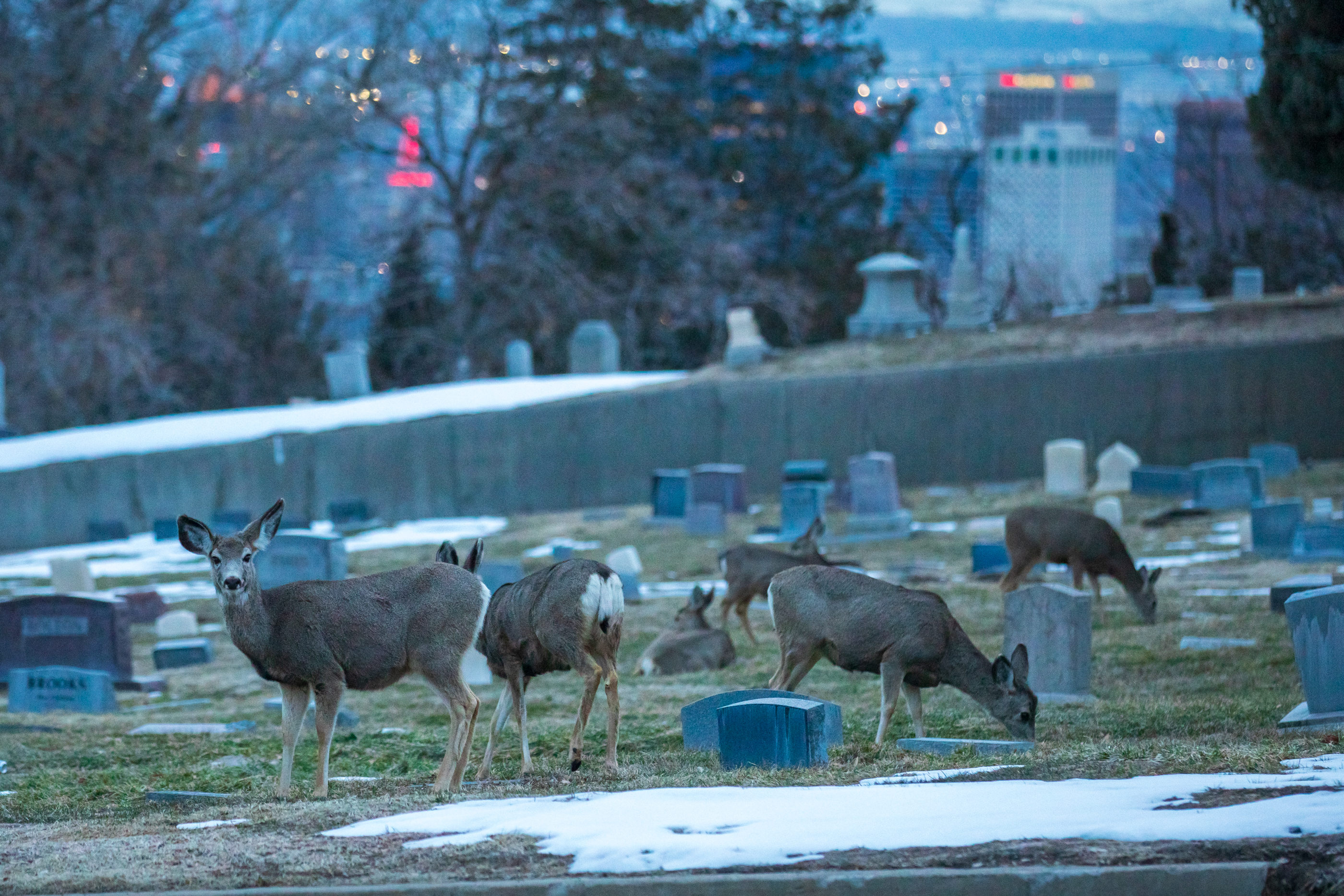 Deer graze at the Salt Lake City Cemetery on March 9. The cemetery regularly draws wildlife, especially deer in the wintertime.