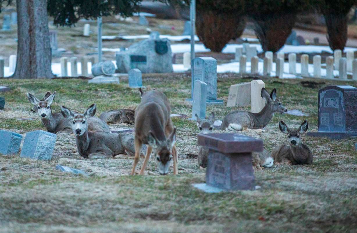 Deer gather at the Salt Lake City Cemetery on March 9.