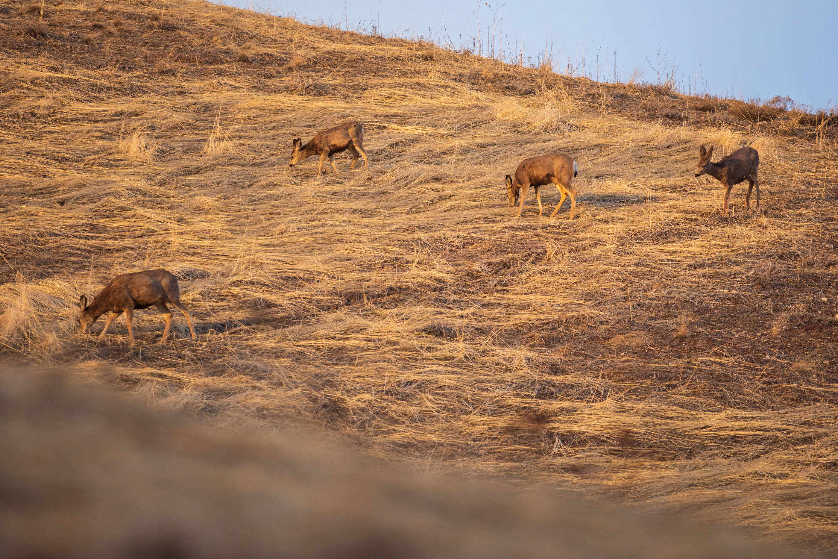 Deer graze in the Salt Lake foothills on Feb. 20. Utah DWR officials say Utah's deer population grew by about 10% between 2021 and 2022 as moisture returned. They're requesting fewer hunting permits because of snow impacts, though.