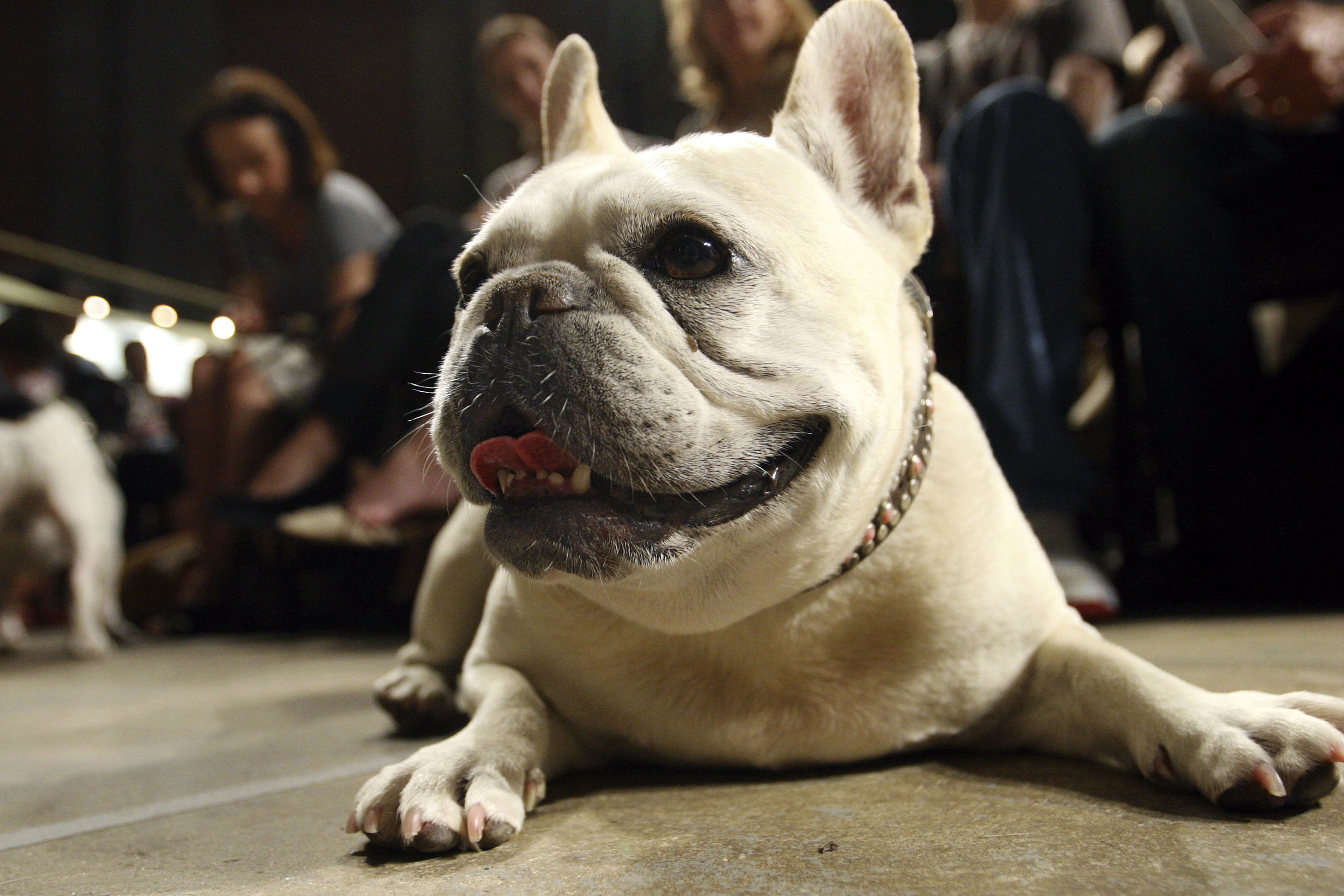 Lola, a French bulldog, lies on the floor Oct. 7, 2007, in New York. French bulldogs have become the most prevalent dog breed in the U.S.