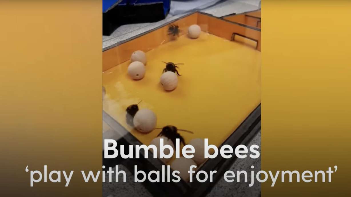 This cute video shows bees enjoying playing with balls, and talks about the first study to show bumble bees engage in play.