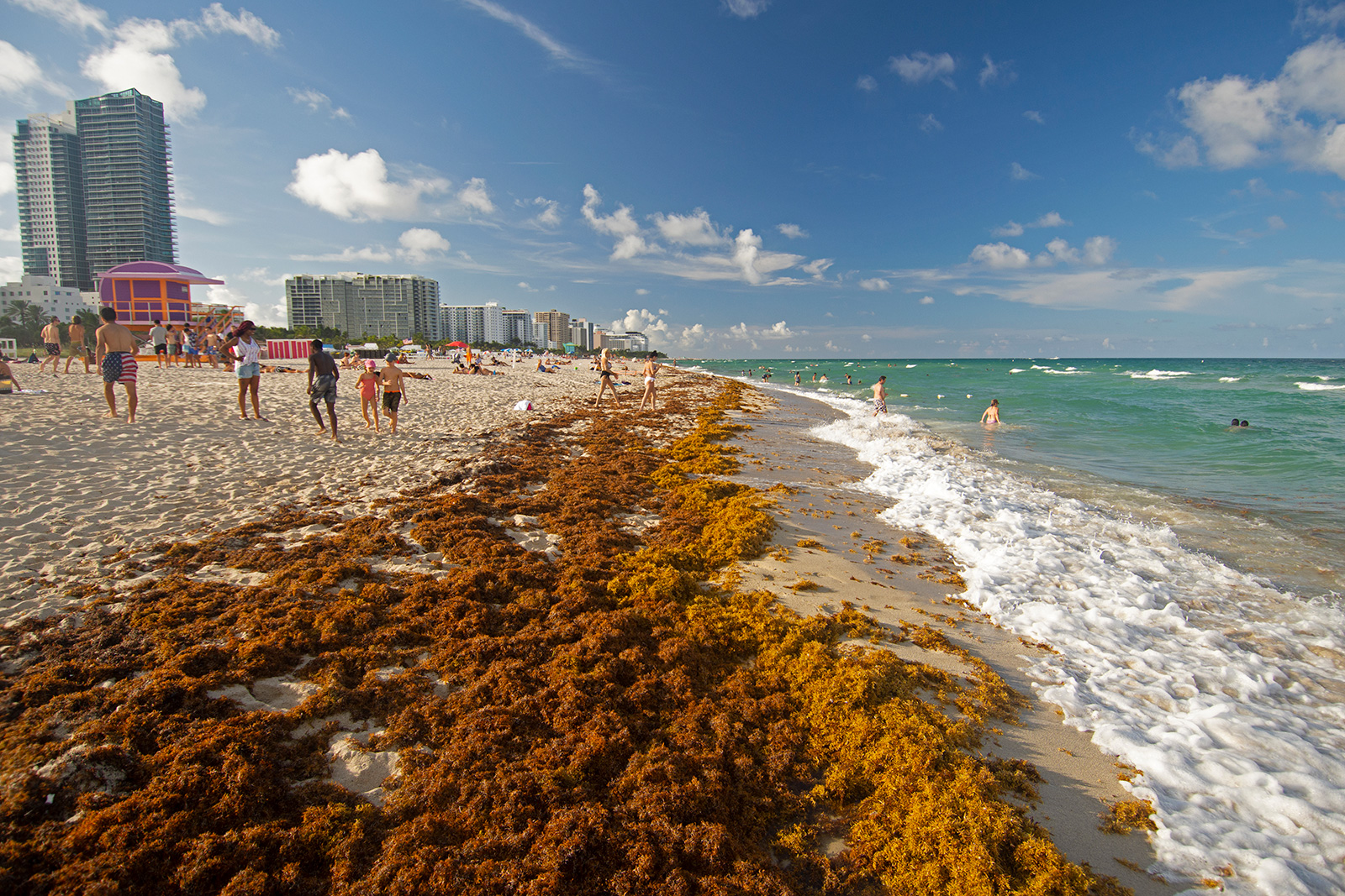 Rafts of brown seaweed, Sargassum sp., pile up on the shore of Miami Beach, Florida. A mass of seaweed that formed in the Atlantic Ocean is headed for the shores of Florida and other coastlines throughout the Gulf of Mexico.
