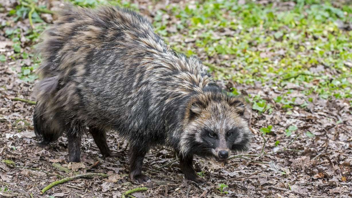 Raccoon dogs, like one shown here, were known to be traded at the market in Wuhan, China.