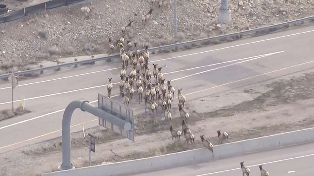 An elk herd crosses I-80 by I-215 near Parleys Canyon in Salt Lake County on March 19, 2023. New wildlife fencing has been placed at the I-80/I-84 junction near Echo Reservoir in Summit County to prevent such incursions at that location.